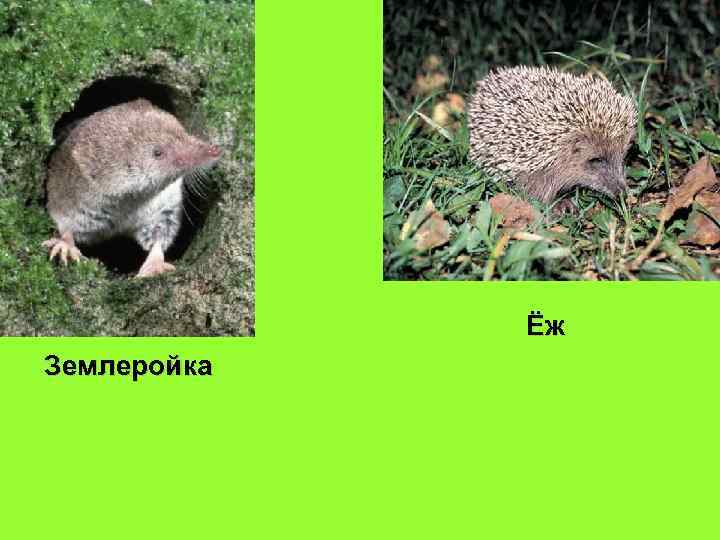 Ёж Землеройка 