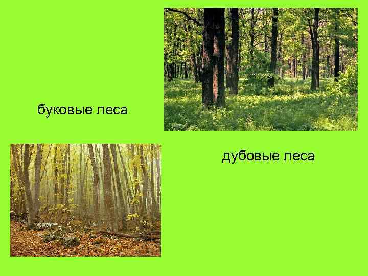 буковые леса дубовые леса 