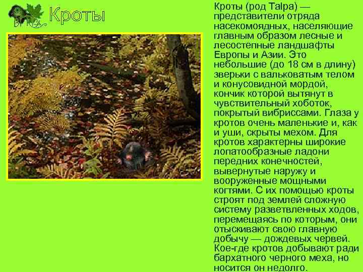 Кроты (род Talpa) — представители отряда насекомоядных, населяющие главным образом лесные и лесостепные ландшафты