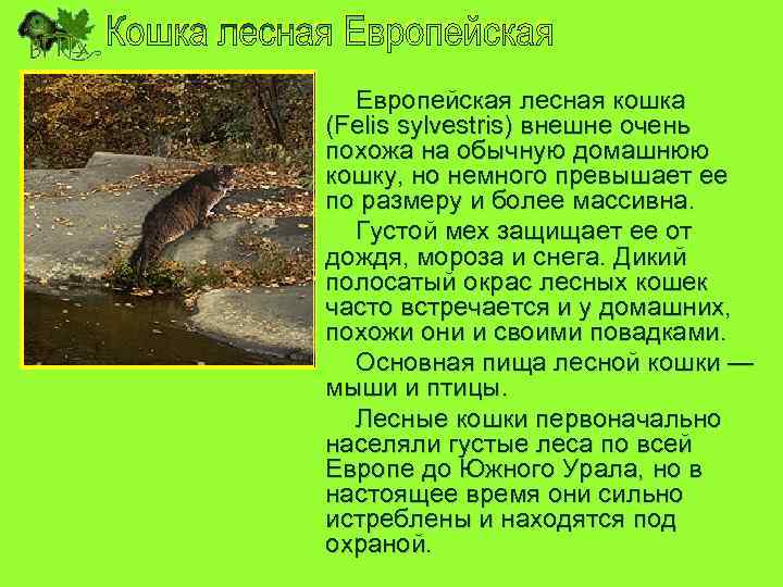 Европейская лесная кошка (Felis sylvestris) внешне очень похожа на обычную домашнюю кошку, но немного