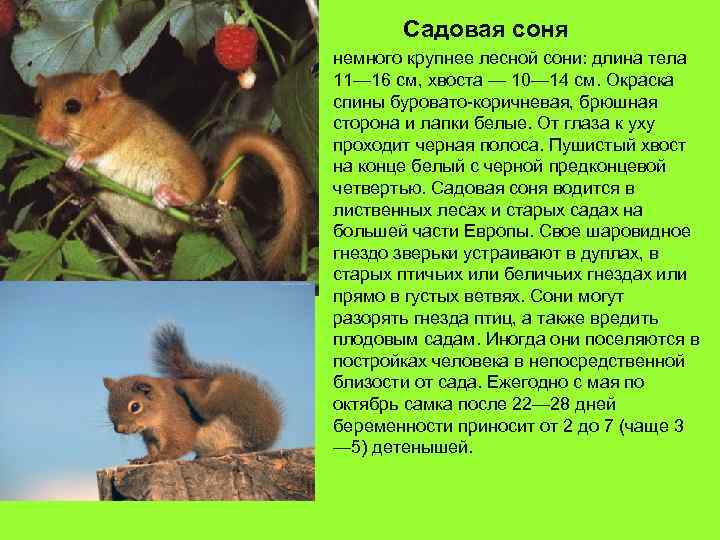 Садовая соня немного крупнее лесной сони: длина тела 11— 16 см, хвоста — 10—