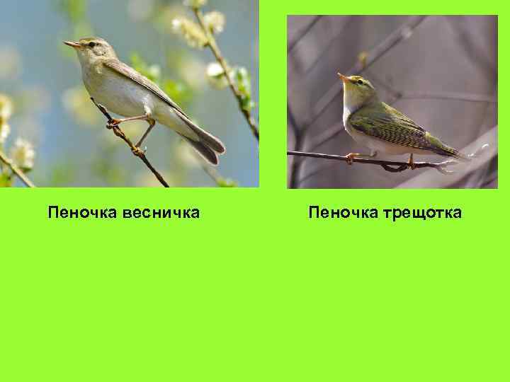 Пеночка весничка Пеночка трещотка 