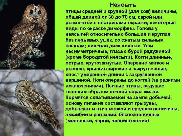 Неясыть птицы средней и крупной (для сов) величины, общей длиной от 30 до 70