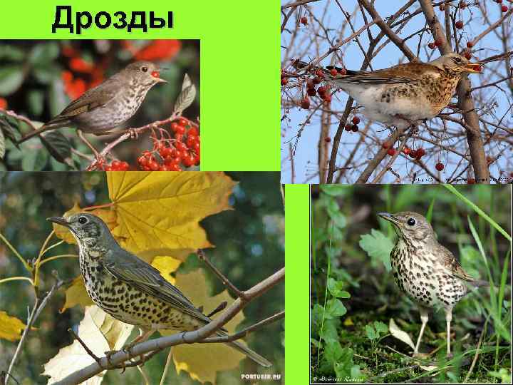 Дрозды 