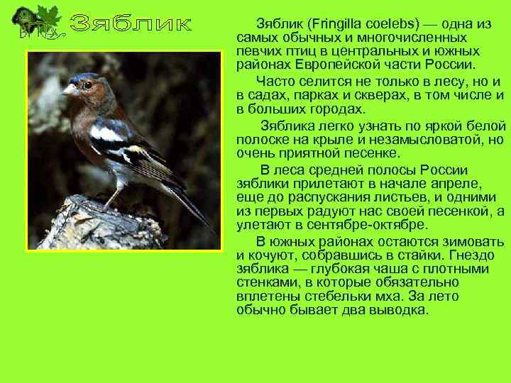Зяблик (Fringilla coelebs) — одна из самых обычных и многочисленных певчих птиц в центральных