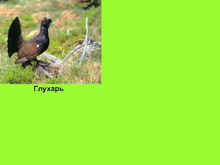 Глухарь 