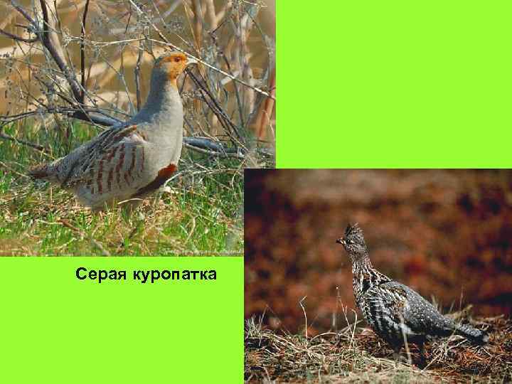 Серая куропатка 