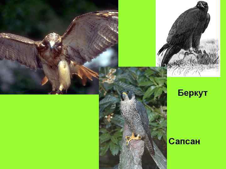 Беркут Сапсан 