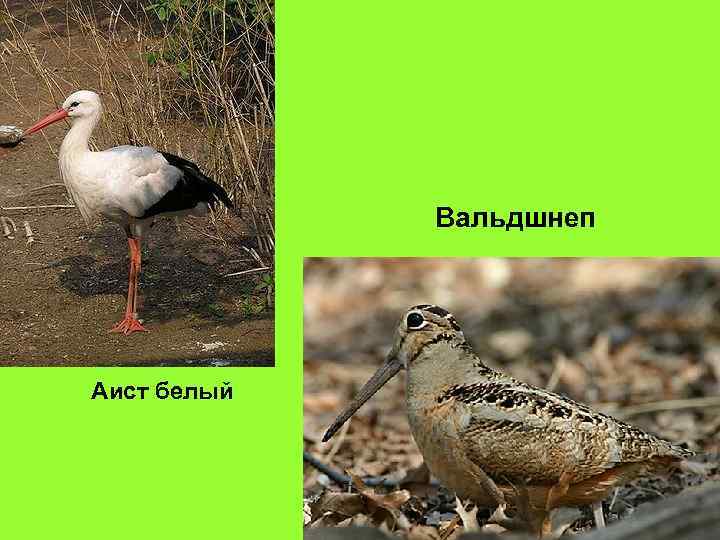 Вальдшнеп Аист белый 