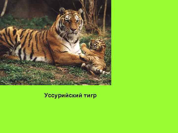 Уссурийский тигр 