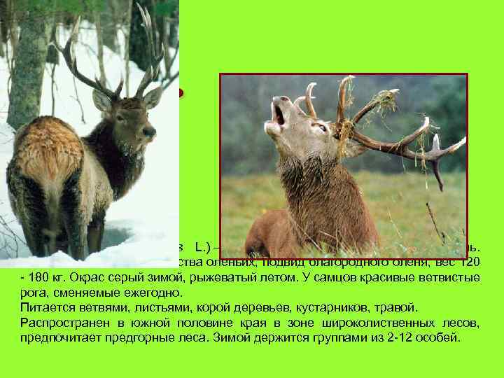 Изю брь (Cervus elaphus L. ) — Восточноазиатский настоящий олень. Копытное животное семейства оленьих,