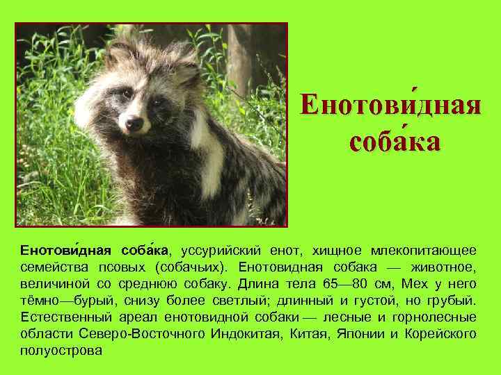 Енотови дная соба ка, уссурийский енот, хищное млекопитающее семейства псовых (собачьих). Енотовидная собака —