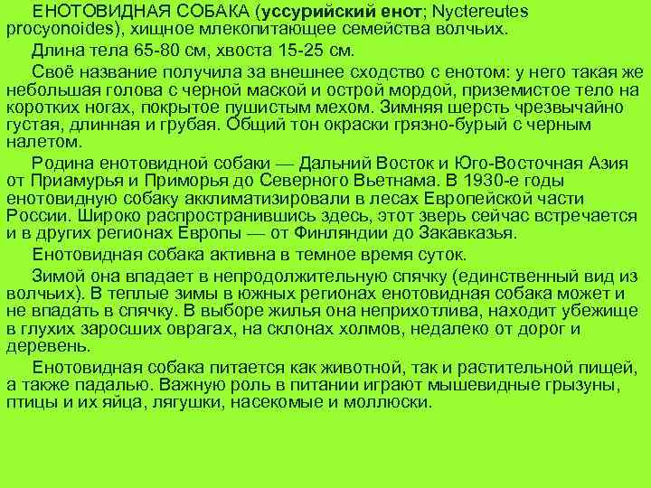 ЕНОТОВИДНАЯ СОБАКА (уссурийский енот; Nyctereutes procyonoides), хищное млекопитающее семейства волчьих. Длина тела 65 -80