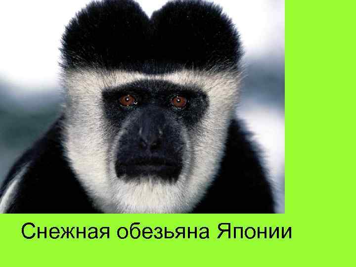 Снежная обезьяна Японии 