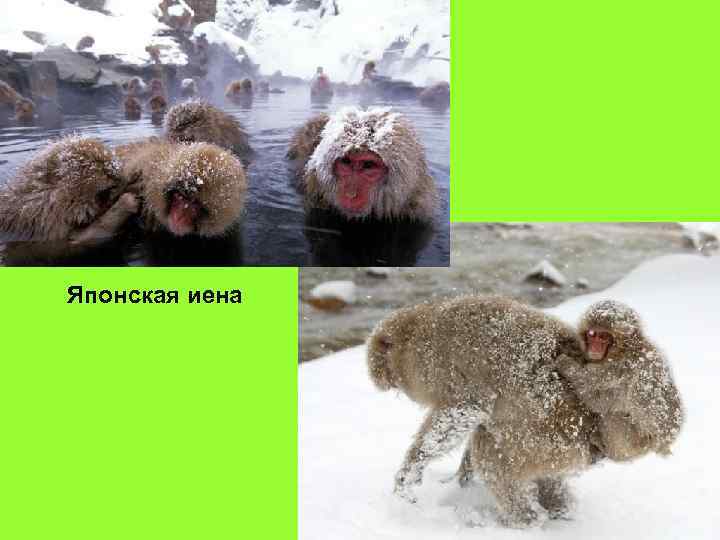 Японская иена 