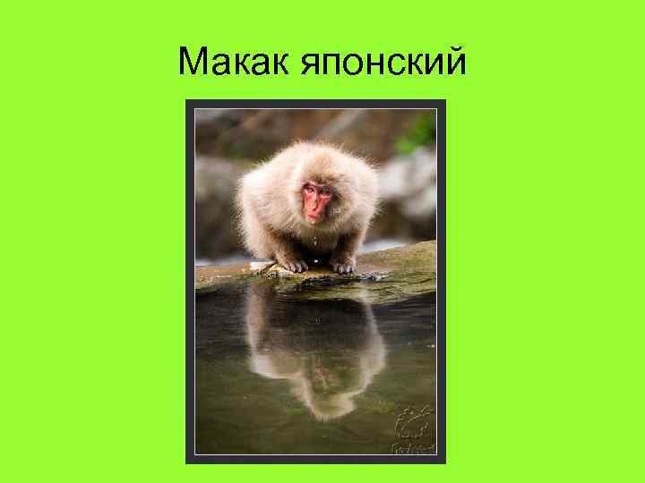 Макак японский 