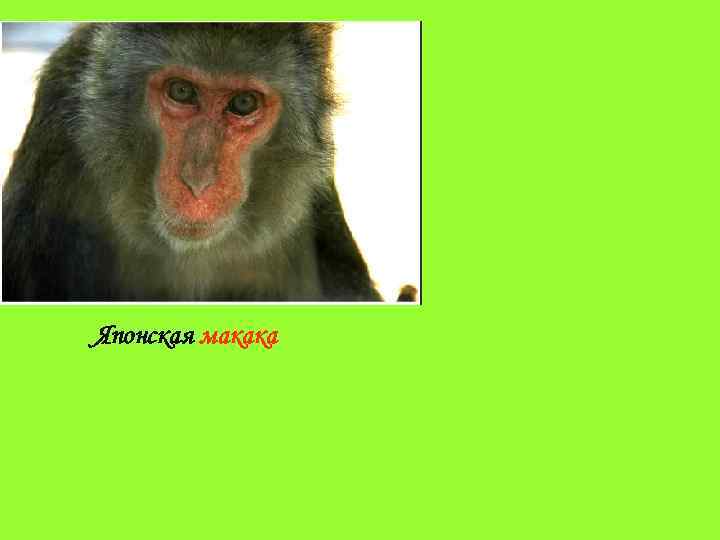 Японская макака 