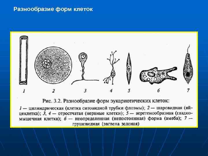 Разнообразие форм клеток 