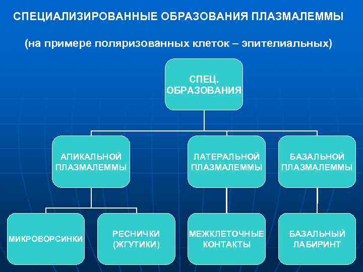 СПЕЦИАЛИЗИРОВАННЫЕ ОБРАЗОВАНИЯ ПЛАЗМАЛЕММЫ (на примере поляризованных клеток – эпителиальных) СПЕЦ. ОБРАЗОВАНИЯ АПИКАЛЬНОЙ ПЛАЗМАЛЕММЫ МИКРОВОРСИНКИ