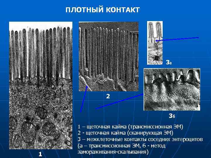 ПЛОТНЫЙ КОНТАКТ 3 а 2 3 б 1 1 – щеточная кайма (трансмиссионная ЭМ)
