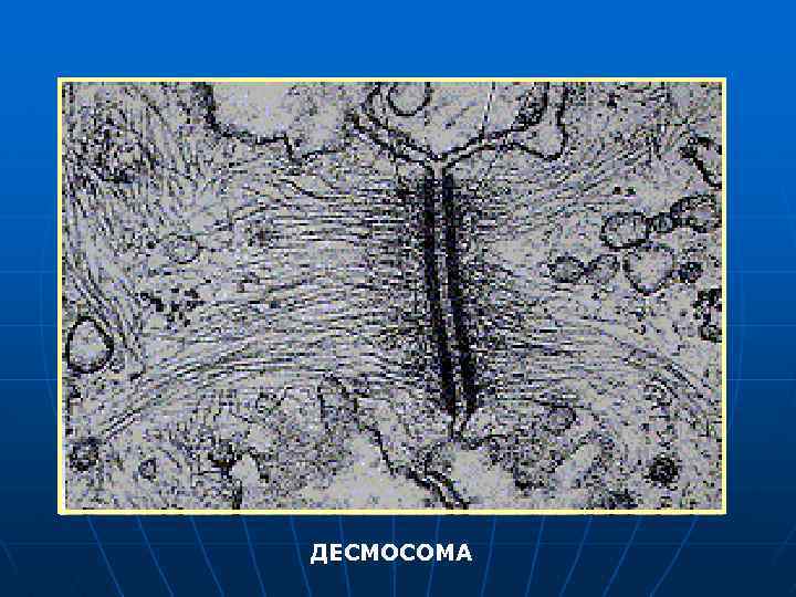ДЕСМОСОМА 