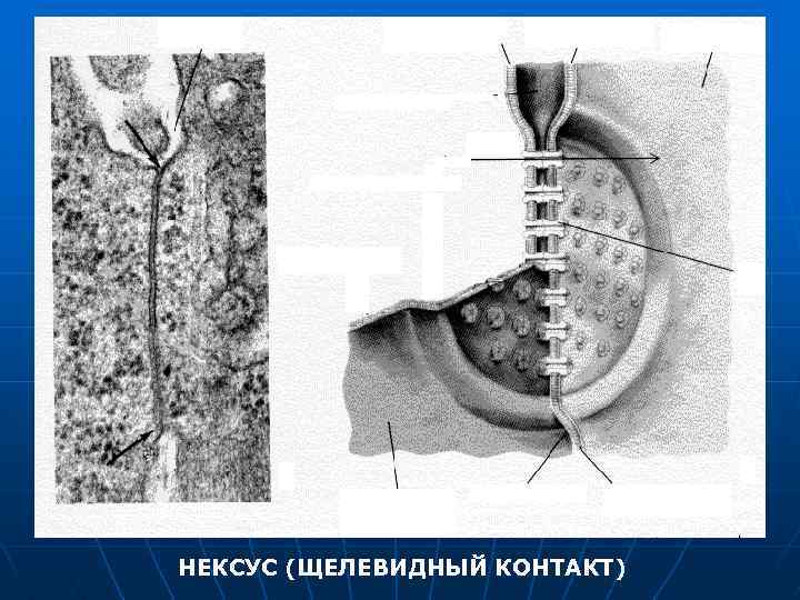 НЕКСУС (ЩЕЛЕВИДНЫЙ КОНТАКТ) 