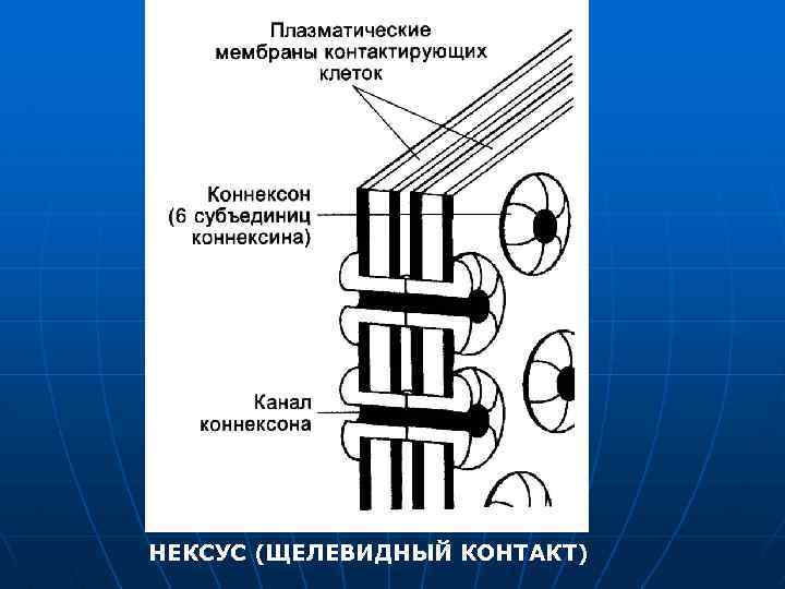 НЕКСУС (ЩЕЛЕВИДНЫЙ КОНТАКТ) 