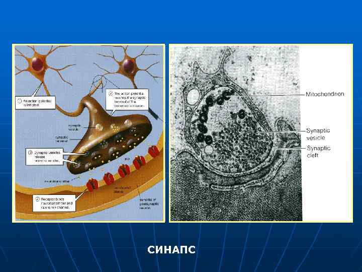 СИНАПС 