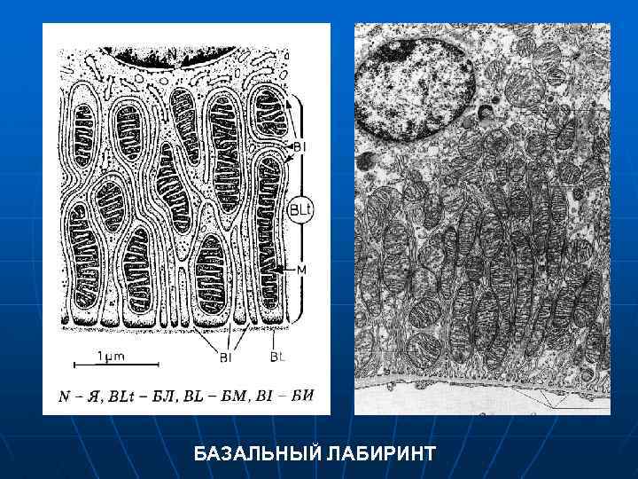 БАЗАЛЬНЫЙ ЛАБИРИНТ 