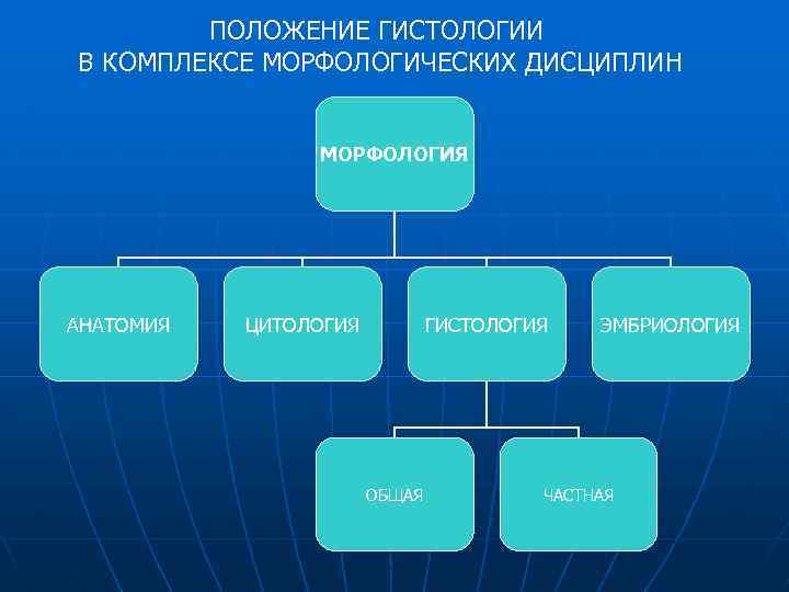 ПОЛОЖЕНИЕ ГИСТОЛОГИИ В КОМПЛЕКСЕ МОРФОЛОГИЧЕСКИХ ДИСЦИПЛИН МОРФОЛОГИЯ АНАТОМИЯ ЦИТОЛОГИЯ ГИСТОЛОГИЯ ОБЩАЯ ЭМБРИОЛОГИЯ ЧАСТНАЯ 