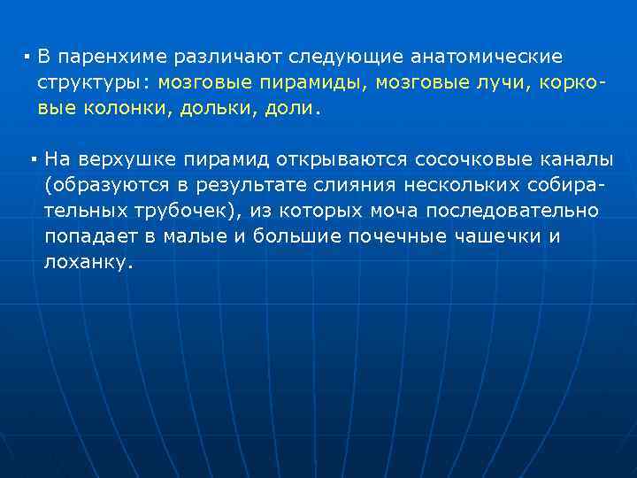 ▪ В паренхиме различают следующие анатомические структуры: мозговые пирамиды, мозговые лучи, корко вые колонки,
