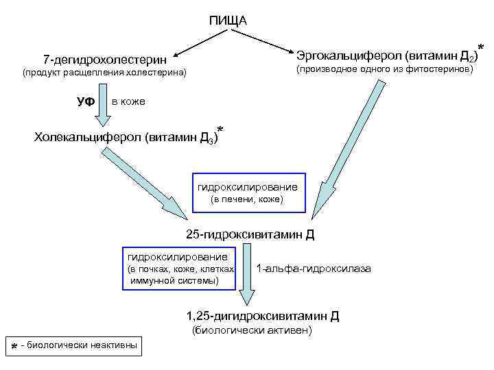 ПИЩА Эргокальциферол (витамин Д 2)* 7 -дегидрохолестерин (производное одного из фитостеринов) (продукт расщепления холестерина)