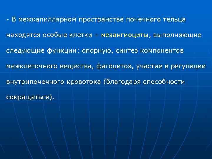  В межкапиллярном пространстве почечного тельца находятся особые клетки – мезангиоциты, выполняющие следующие функции: