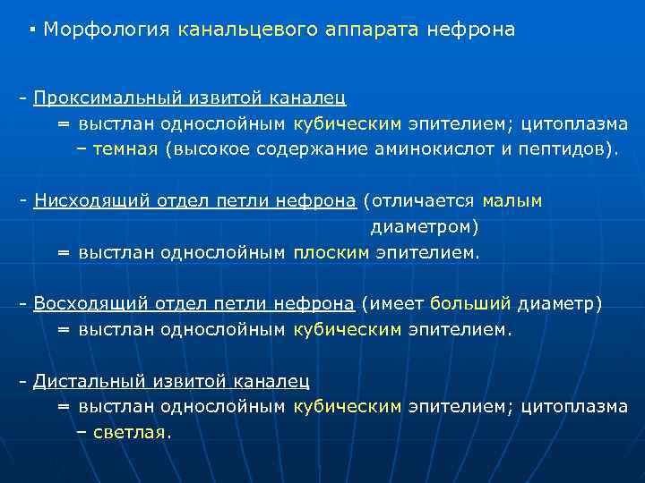 ▪ Морфология канальцевого аппарата нефрона Проксимальный извитой каналец = выстлан однослойным кубическим эпителием; цитоплазма