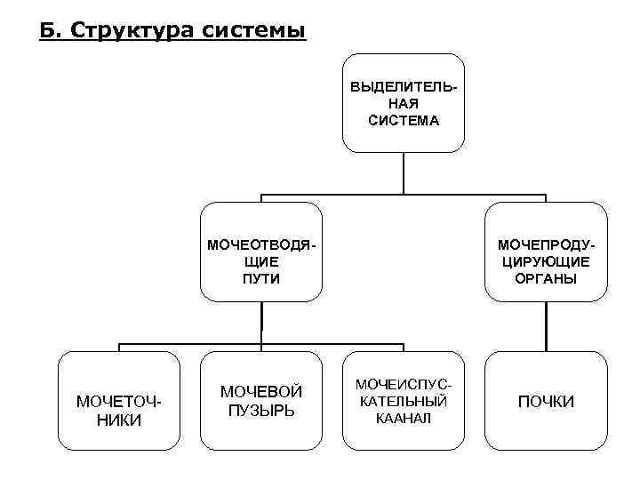 Б. Структура системы ВЫДЕЛИТЕЛЬНАЯ СИСТЕМА МОЧЕОТВОДЯЩИЕ ПУТИ МОЧЕТОЧНИКИ МОЧЕВОЙ ПУЗЫРЬ МОЧЕПРОДУЦИРУЮЩИЕ ОРГАНЫ МОЧЕИСПУСКАТЕЛЬНЫЙ КААНАЛ