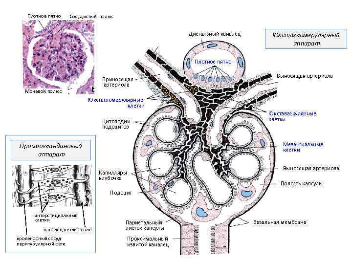 Плотное пятно Сосудистый полюс Дистальный каналец Юкстагломерулярный аппарат Плотное пятно Приносящая артериола Мочевой полюс