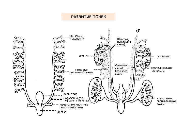 РАЗВИТИЕ ПОЧЕК канальцы предпочки Яйцевод (Мюллеров канал) яичник канальцы первичной почки аллантоис Вольфов (мезонефральный)