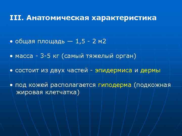 III. Анатомическая характеристика • общая площадь — 1, 5 - 2 м 2 •