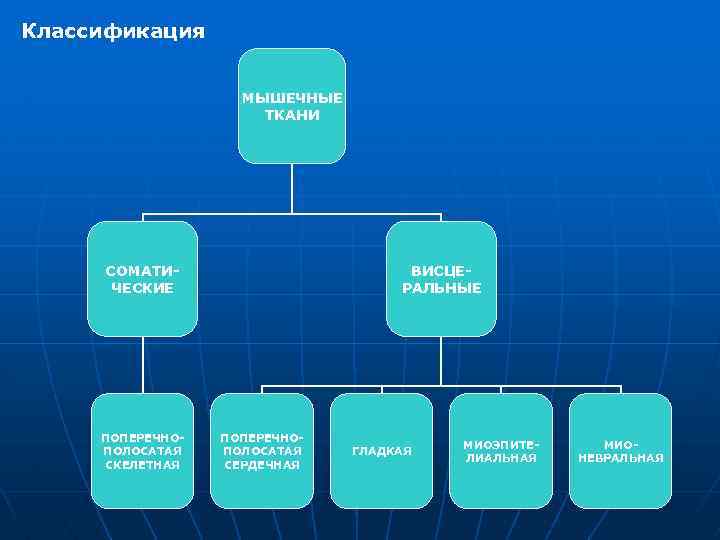Классификация МЫШЕЧНЫЕ ТКАНИ СОМАТИЧЕСКИЕ ПОПЕРЕЧНОПОЛОСАТАЯ СКЕЛЕТНАЯ ВИСЦЕРАЛЬНЫЕ ПОПЕРЕЧНОПОЛОСАТАЯ СЕРДЕЧНАЯ ГЛАДКАЯ МИОЭПИТЕЛИАЛЬНАЯ МИОНЕВРАЛЬНАЯ 