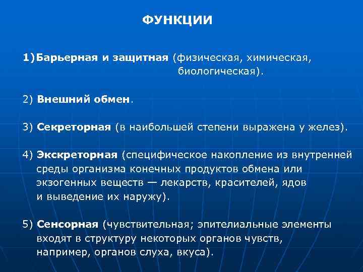 ФУНКЦИИ 1) Барьерная и защитная (физическая, химическая, биологическая). 2) Внешний обмен. 3) Секреторная (в