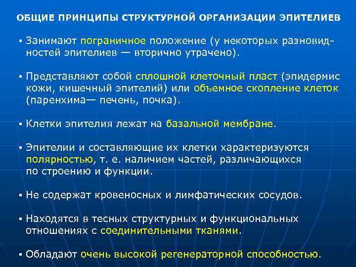ОБЩИЕ ПРИНЦИПЫ СТРУКТУРНОЙ ОРГАНИЗАЦИИ ЭПИТЕЛИЕВ ▪ Занимают пограничное положение (у некоторых разновид ностей эпителиев