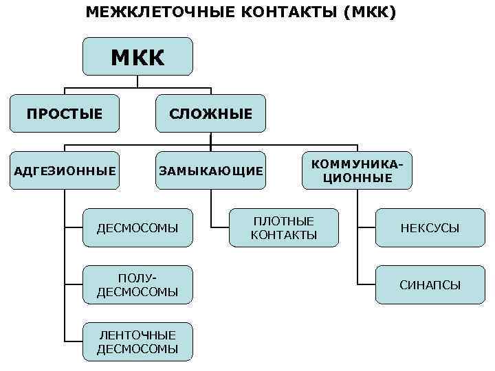 МЕЖКЛЕТОЧНЫЕ КОНТАКТЫ (МКК) МКК ПРОСТЫЕ СЛОЖНЫЕ АДГЕЗИОННЫЕ ЗАМЫКАЮЩИЕ ДЕСМОСОМЫ ПОЛУ ДЕСМОСОМЫ ЛЕНТОЧНЫЕ ДЕСМОСОМЫ КОММУНИКАЦИОННЫЕ