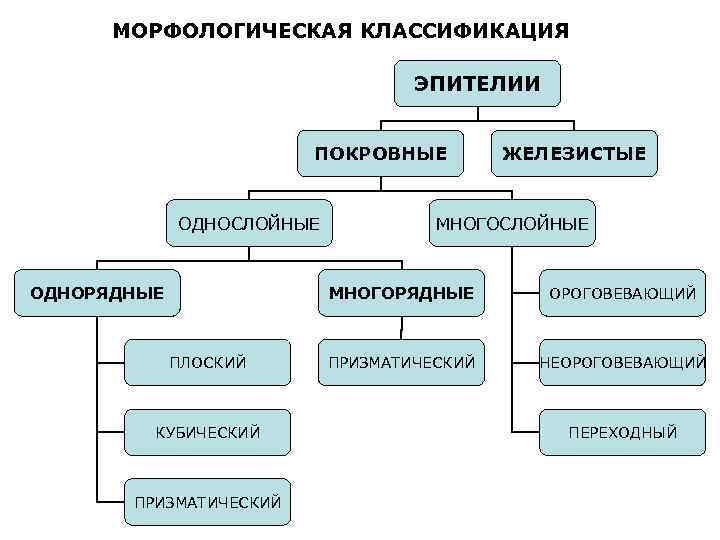 Функциональная классификация тканей. Морфологическая классификация покровного эпителия. Классификация эпителиальной ткани схема. Классификация эпителиальной ткани гистология. Классификация эпителий ткани.