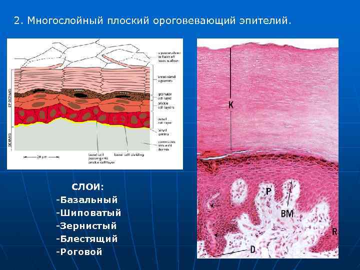 2. Многослойный плоский ороговевающий эпителий. СЛОИ: Базальный Шиповатый Зернистый Блестящий Роговой 
