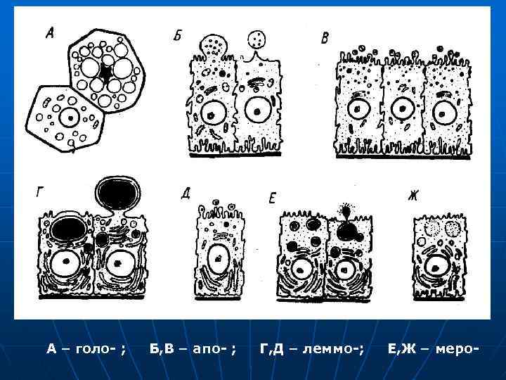 А – голо- ; Б, В – апо- ; Г, Д – леммо-; Е,