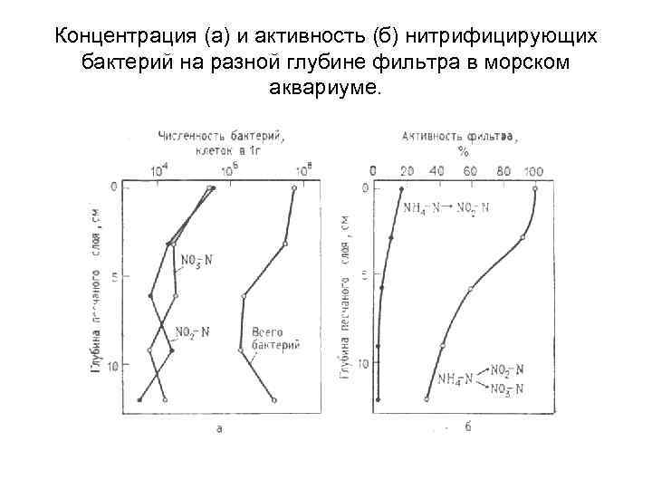 Концентрация (а) и активность (б) нитрифицирующих бактерий на разной глубине фильтра в морском аквариуме.