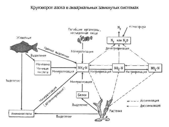 Круговорот азота в аквариальных замкнутых системах 