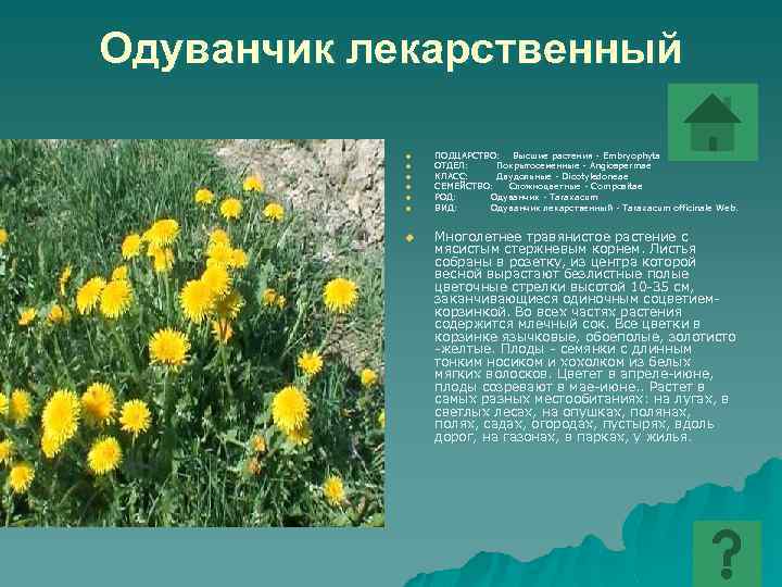 Растения оренбургской области фото и описание