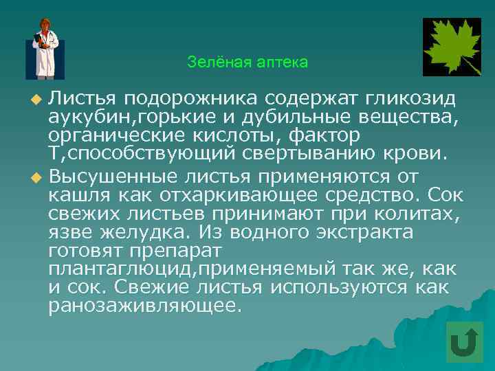 Зелёная аптека Листья подорожника содержат гликозид аукубин, горькие и дубильные вещества, органические кислоты, фактор