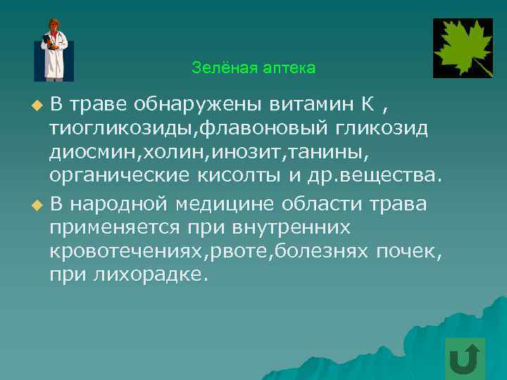 Зелёная аптека В траве обнаружены витамин К , тиогликозиды, флавоновый гликозид диосмин, холин, инозит,